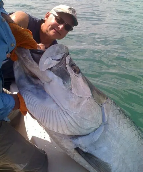 Captain Fred with a big tarpon boat-side