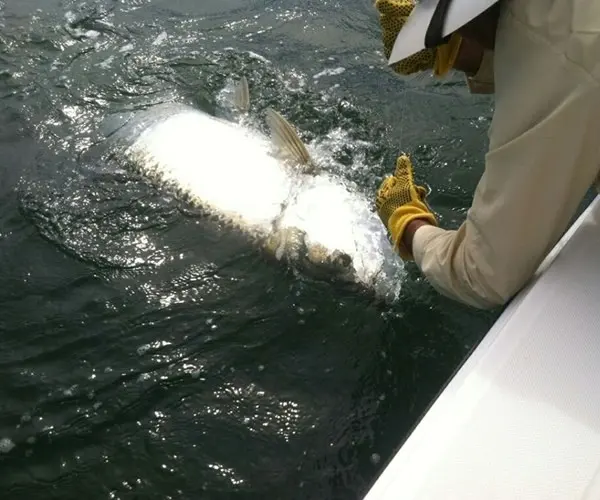 Tarpon release at the side of the boat