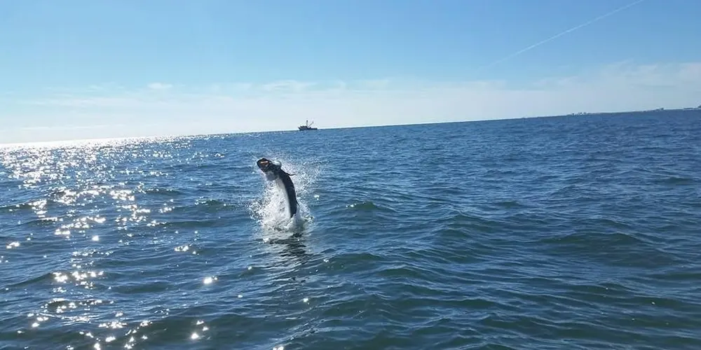 Tarpon jumping behind the boat