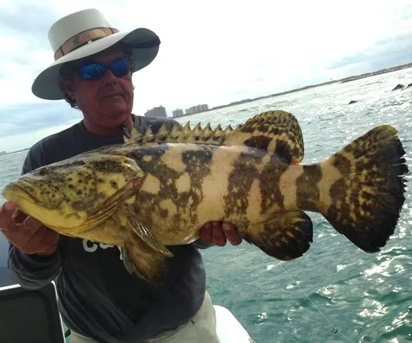 Goliath grouper boat-side before release